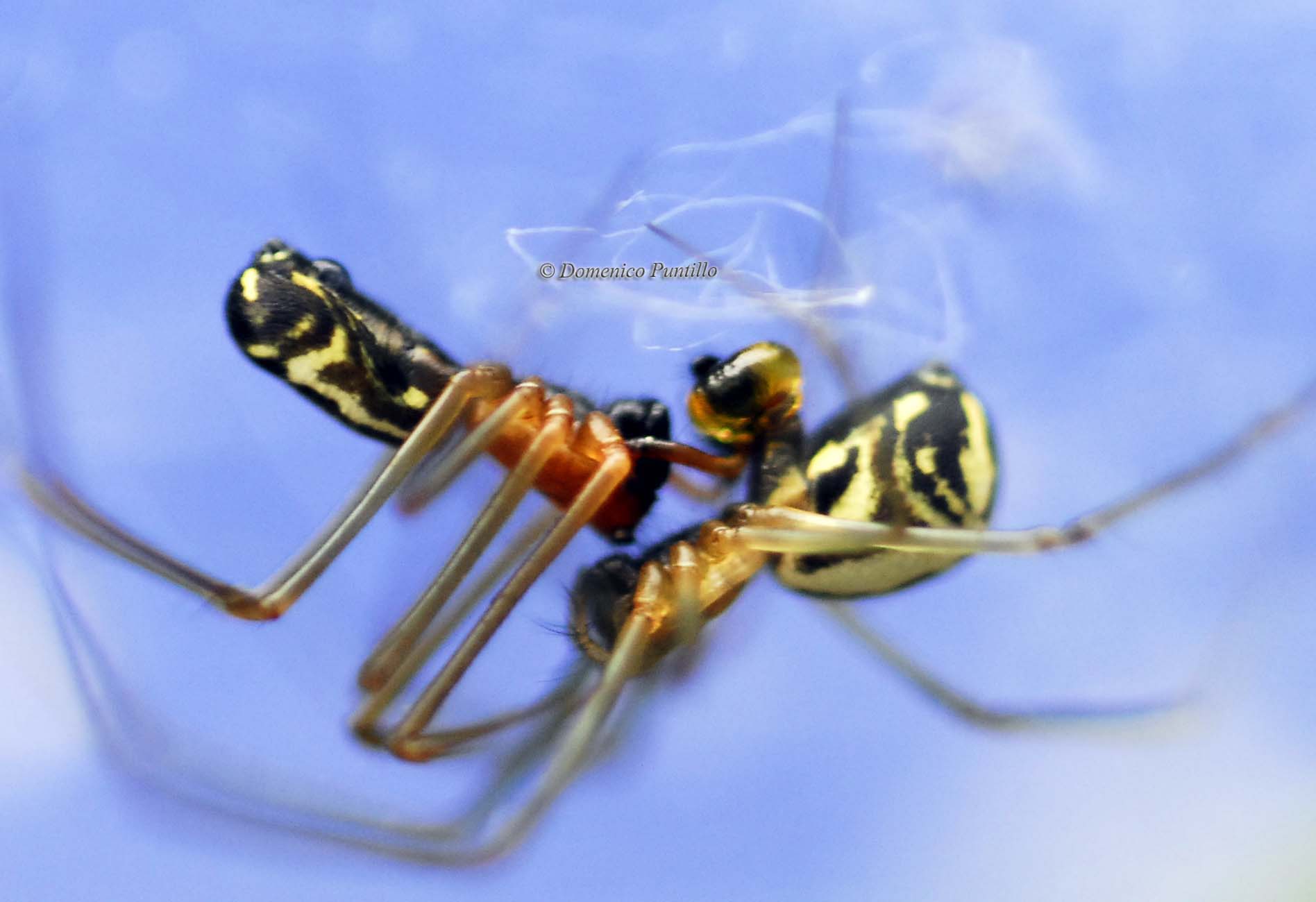 Linyphiidae